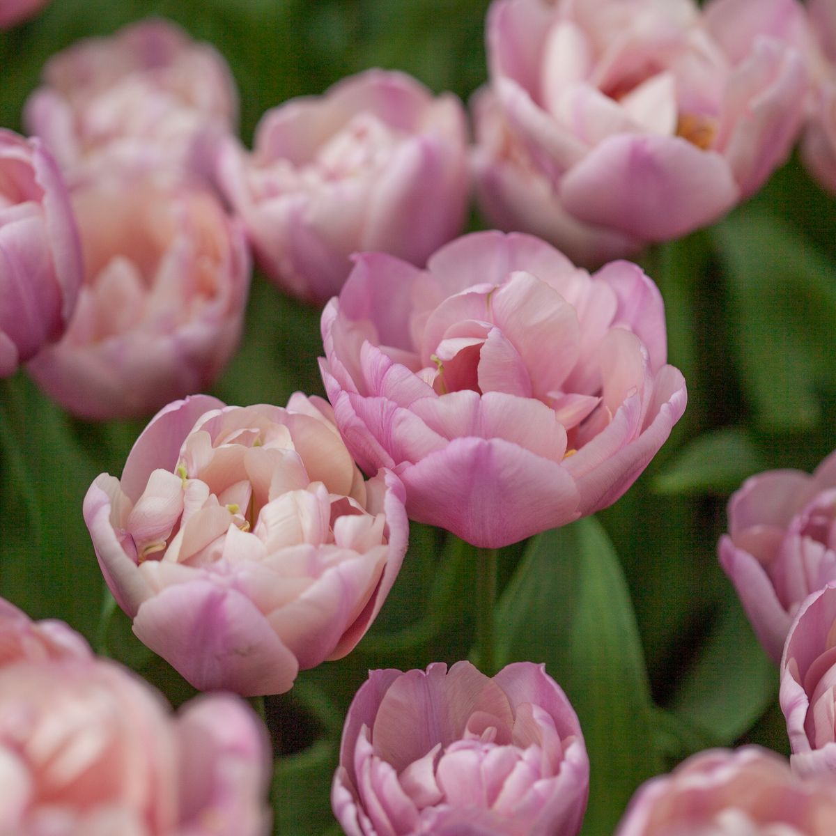 Tulipan 'Tabledance', Sen dobbel' - 7 stk