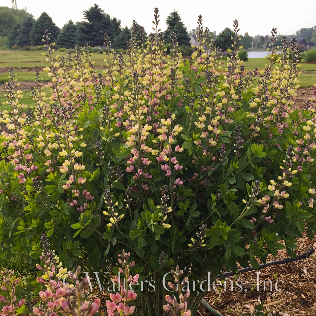 Fargeskolm Decadence® Deluxe 'Pink Lemonade' - Baptisia XL