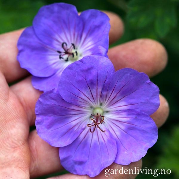 Hovedbilde Storkenebb 'Rozanne' ® - Geranium