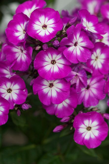 Hovedbilde Høstfloks 'Laura' - Phlox paniculata 
