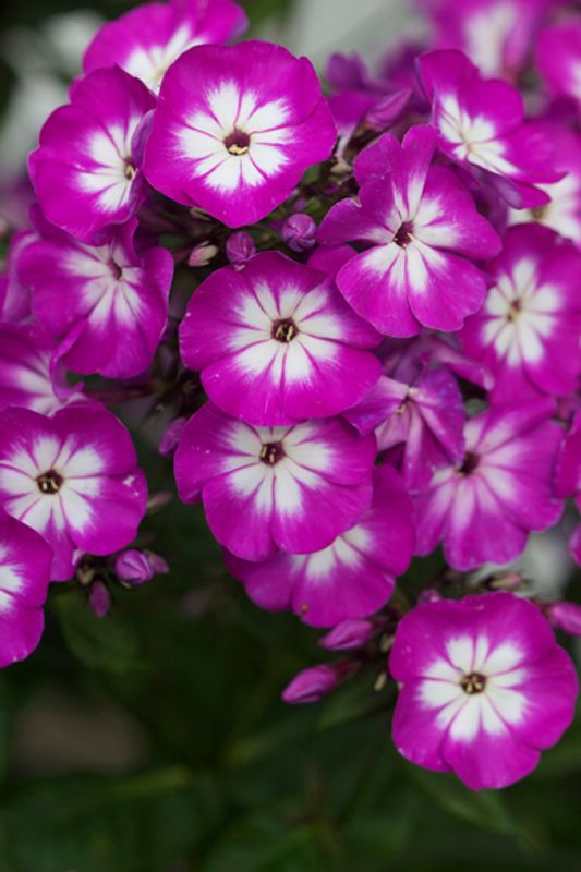 Høstfloks 'Laura' - Phlox paniculata 