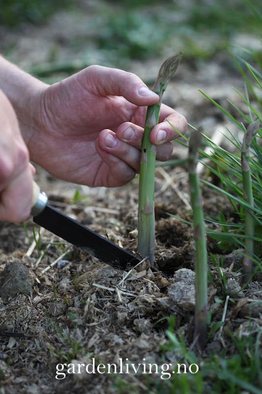 Asparges 'Connover's Colossal' - Asparagus officinalis 