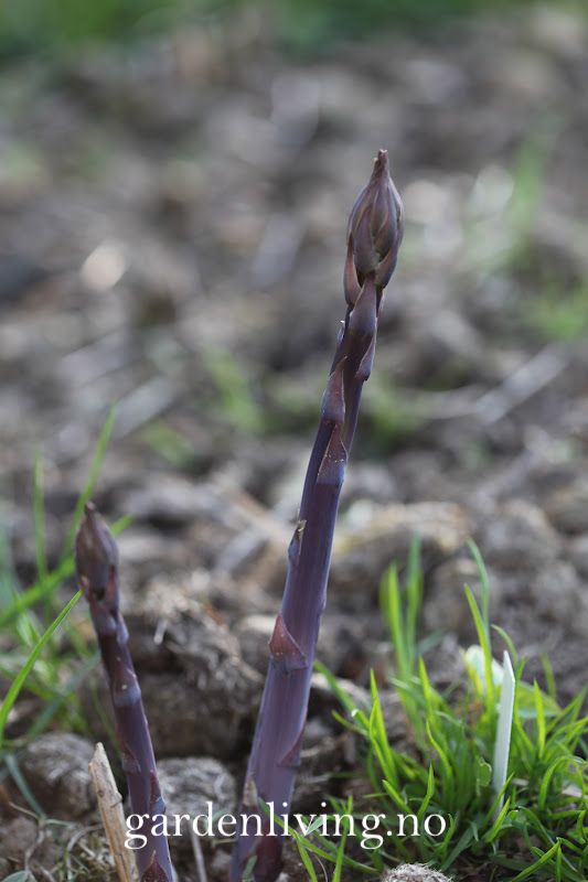 Asparges 'Connover's Colossal' - Asparagus officinalis 