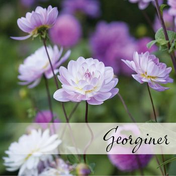 Hovedbilde Georginer
