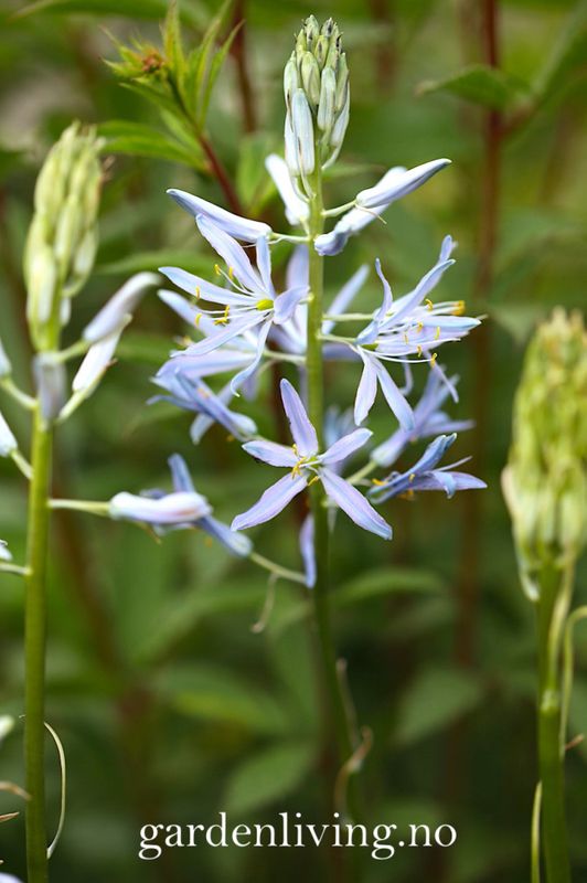 Bjørnestjerne 'Blue Heaven’ - Camassia leich. - 2 st