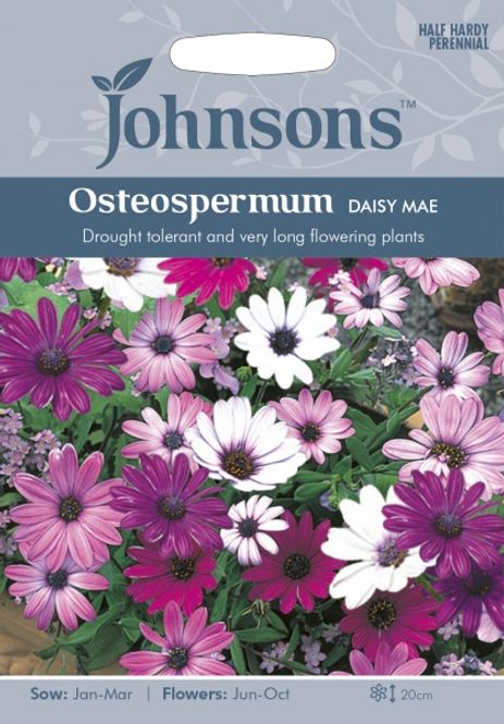 Hovedbilde Spansk margeritt 'Daisy Mae' - Osteospermum