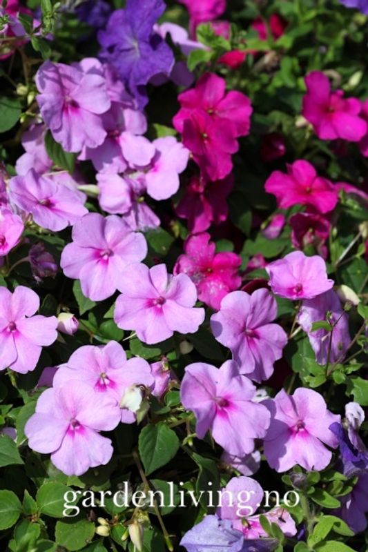 Flittiglise 'Mr. F's Mixed' F1 - Impatiens walleriana 