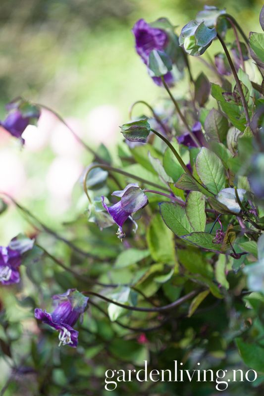 Klokkeranke - Cobaea scandens