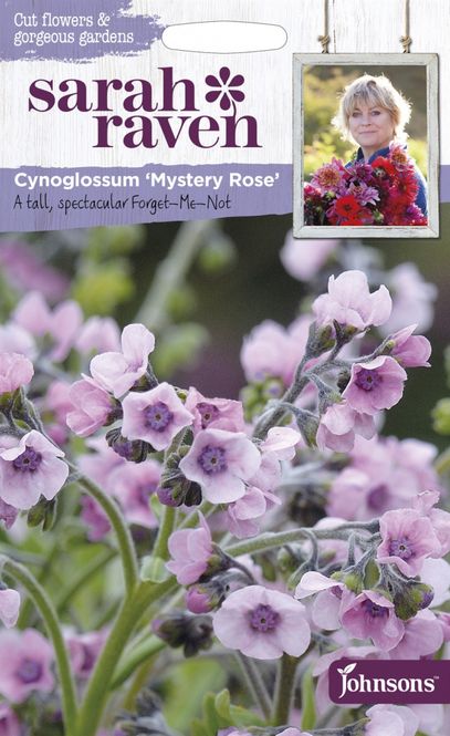 Hovedbilde Kinesisk forglemmegei 'Mystery Rose' - Cynoglossum amabile