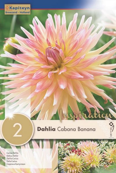 Hovedbilde Georgine 'Cabana Banana' - Dahlia x cultorum,  2 stk