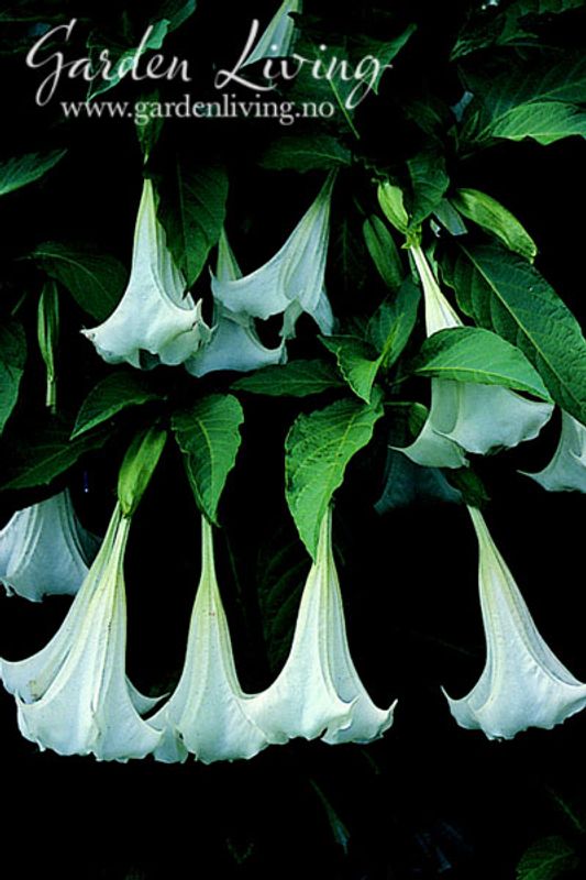 Engletrompet - Brugmansia suaveolens