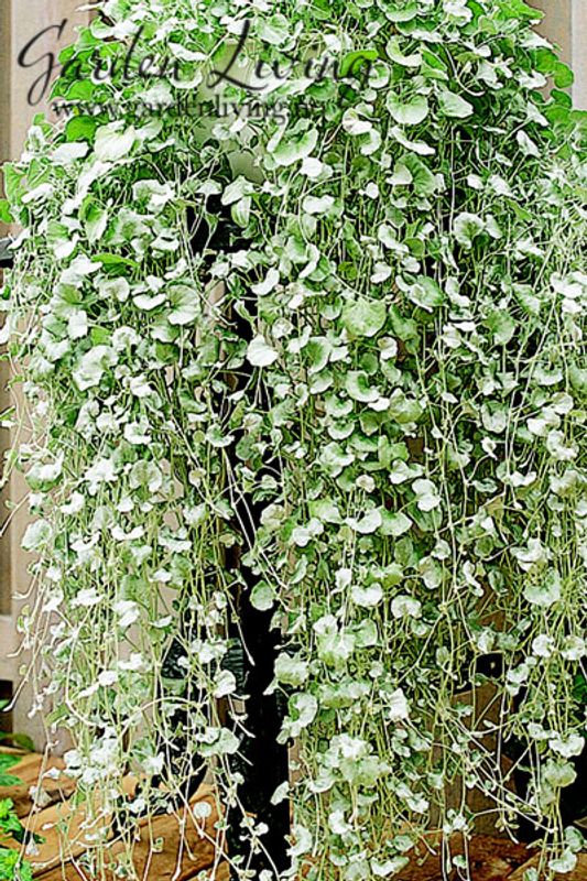 Dichondra 'Silver Falls'