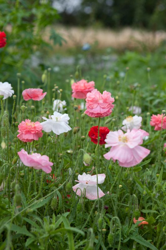 Kornvalmue 'Angel's Choir' - Papaver rhoeas