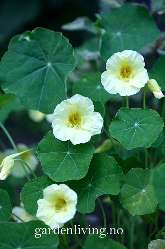 Blomkarse 'Milkmaid', lav - Tropaeolum majus