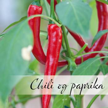 Hovedbilde Chili og paprika