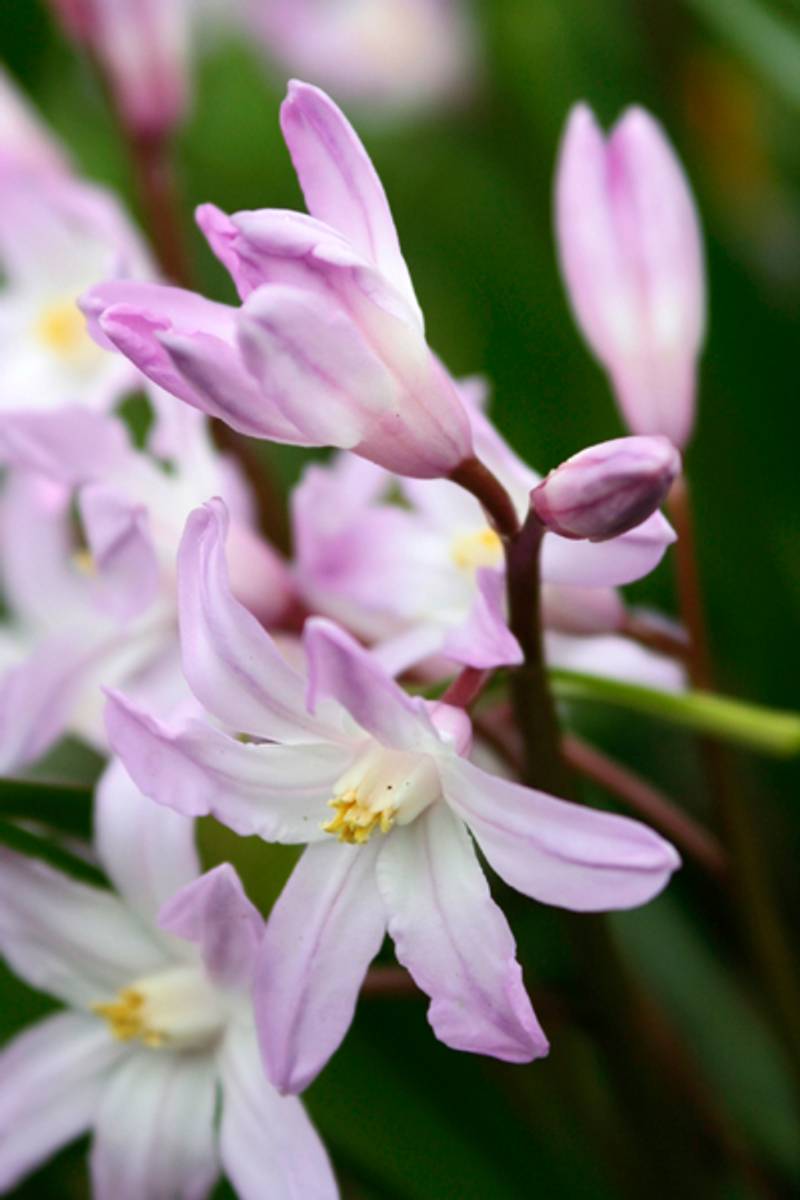 Nikkesnøstjerne ’Pink Giant’ - Chionodoxa forbesii - 15 stk
