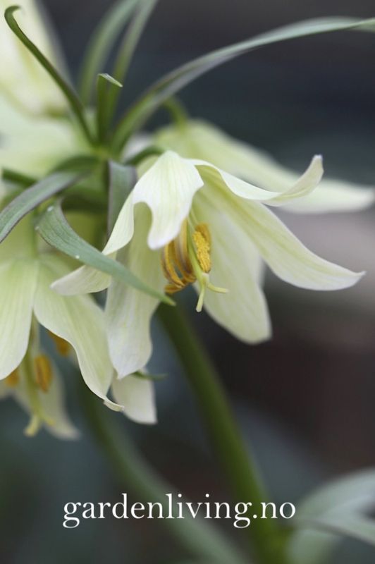 Fritillaria raddeana - 1 stk
