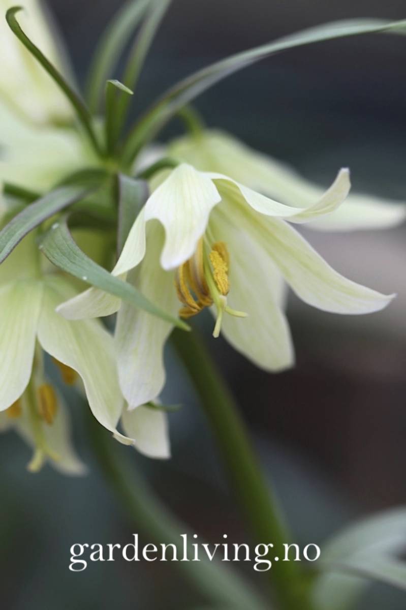 Fritillaria raddeana - 1 stk