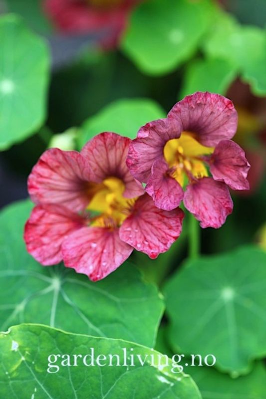 Blomkarse 'Purple Emperor’ - Tropaeolum majus
