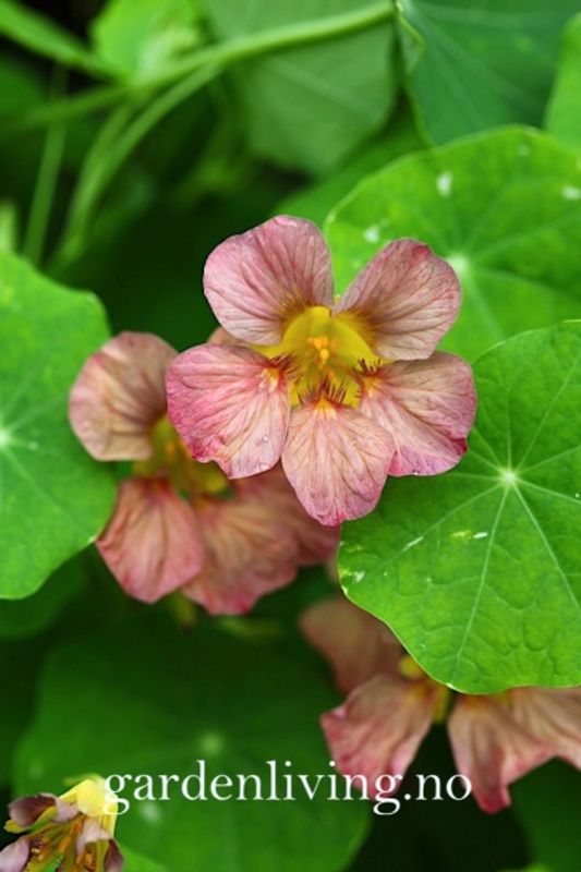 Blomkarse 'Purple Emperor’ - Tropaeolum majus