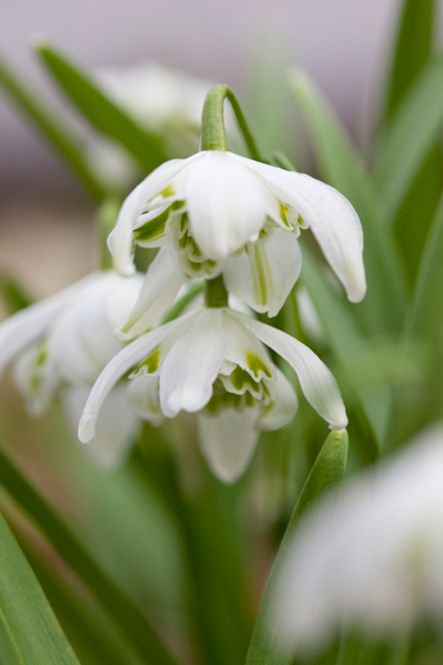 Hovedbilde Snøklokke, fyllt - Galanthus nivalis 'Flore Plena' - 5 stk