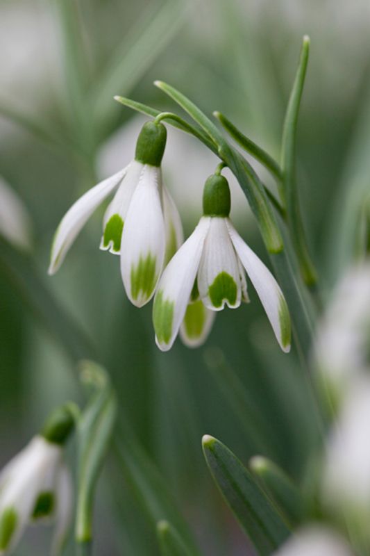 Snøklokke ’Viridi-apice’ - Galanthus -  1 stk