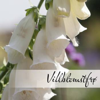 Hovedbilde Villblomster