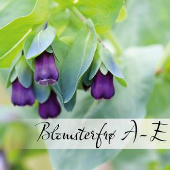 Hovedbilde Blomsterfrø A-E