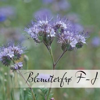 Hovedbilde Blomsterfrø F-J