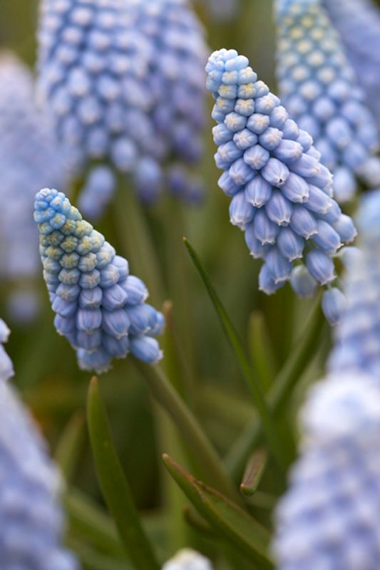 Armeniaperleblomst ’Valerie Finnis’ - Muscari armeniacum