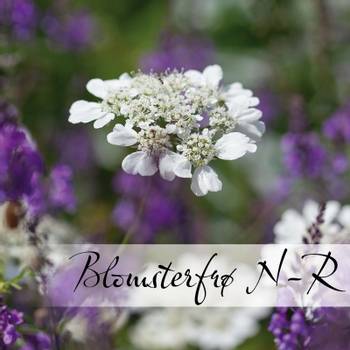 Hovedbilde Blomsterfrø N-R
