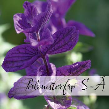Hovedbilde Blomsterfrø S-Å