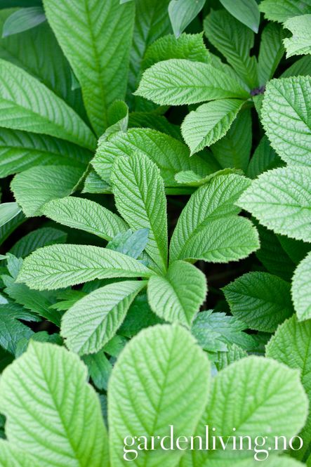 Hovedbilde Kastanjebronseblad, Rodgersia aesculifolia