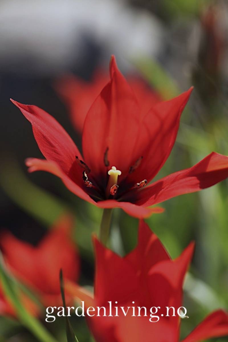 Lintulipan - Tulipa linifolia - 10 stk