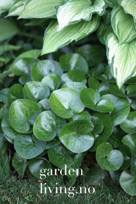 Hovedbilde Europa hasselurt - Asarum europaeum