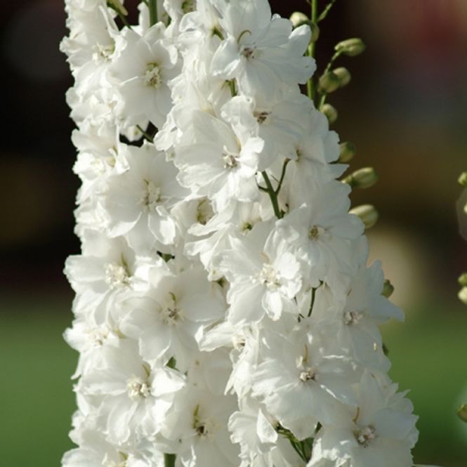 Hovedbilde Ridderspore 'Guardian White' - Delphinium 