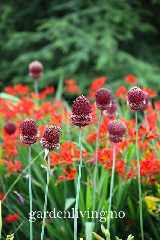 Prydløk 'Red Mohican' - Allium - 2 stk