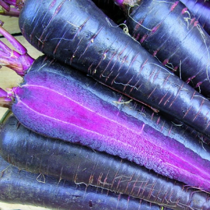Gulrot 'Purple Hybrid' F1 - Daucus carota