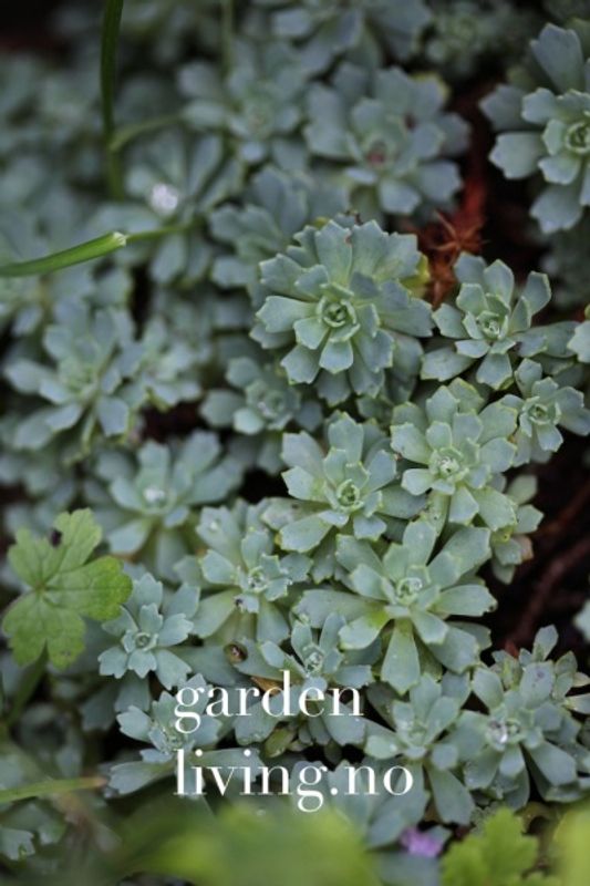Panserbergknapp - Sedum pachyclados