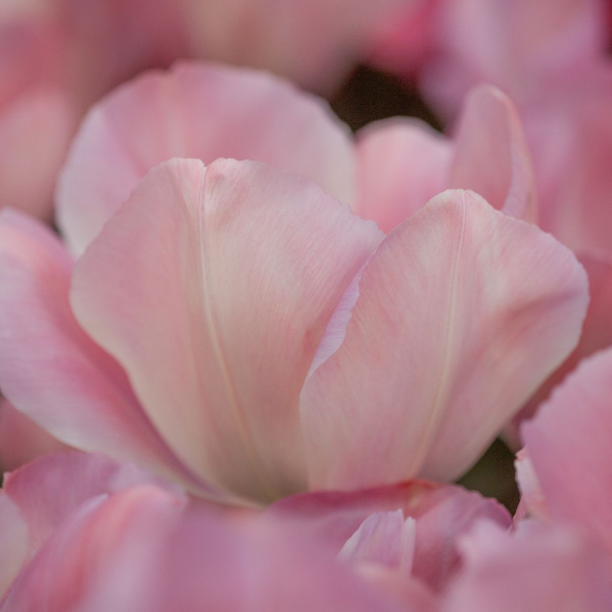 Tulipan 'Mystique Van Eijk', darwinhybrid - 10 stk