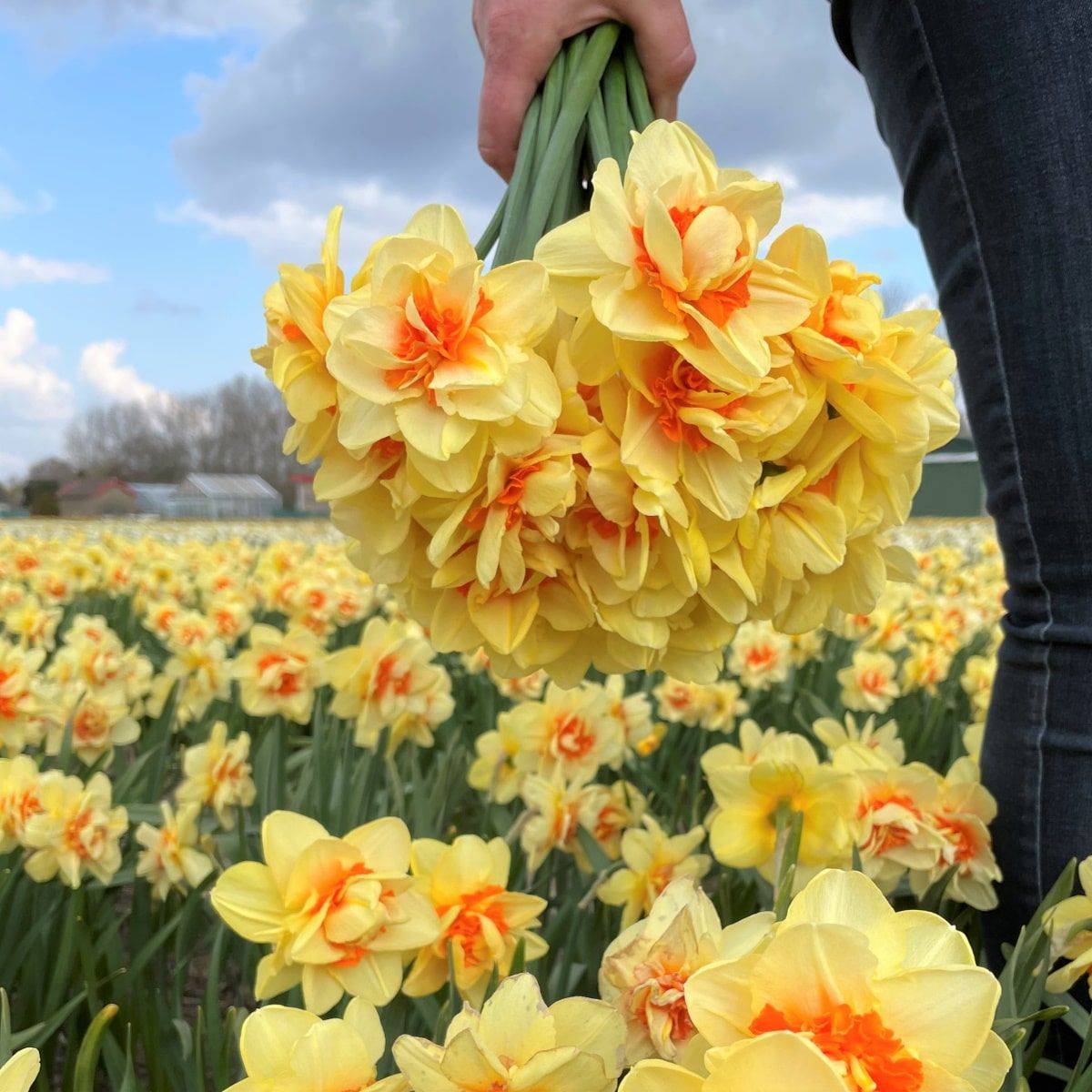 Påskelilje 'Innovator' - Narcissus - 10 stk
