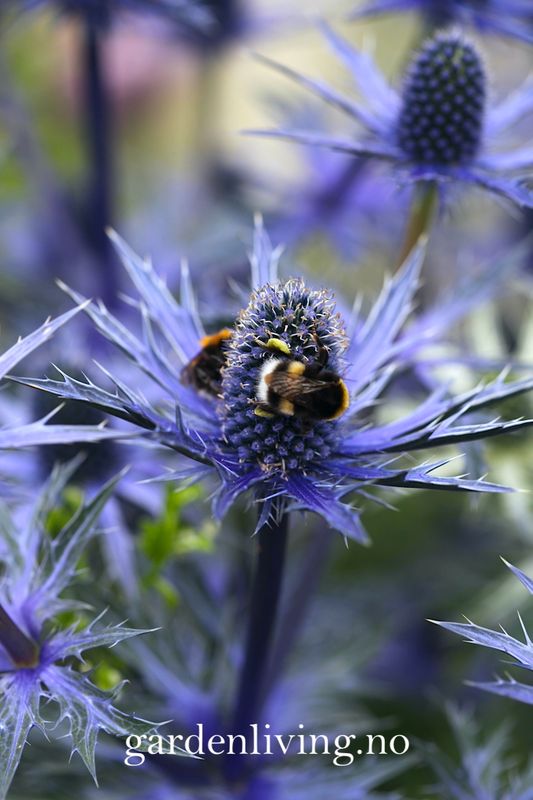 Stikle Eryngium × zabelii 'Big Blue' - 17 cm potte