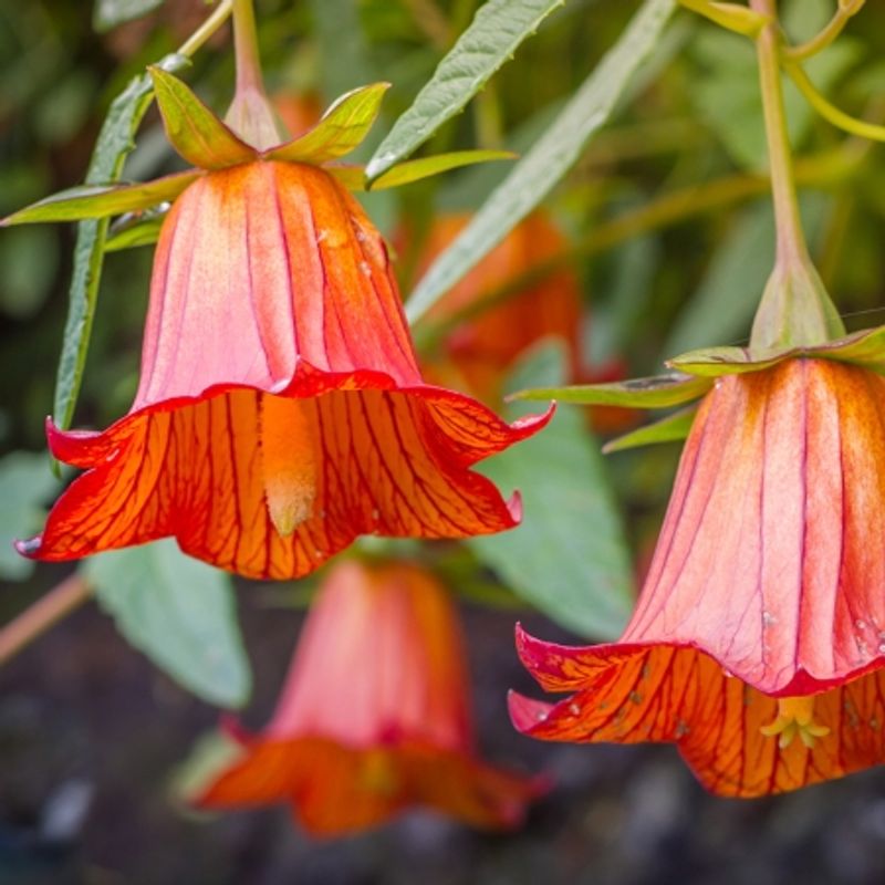 Kanariklokke - Canarina canariensis