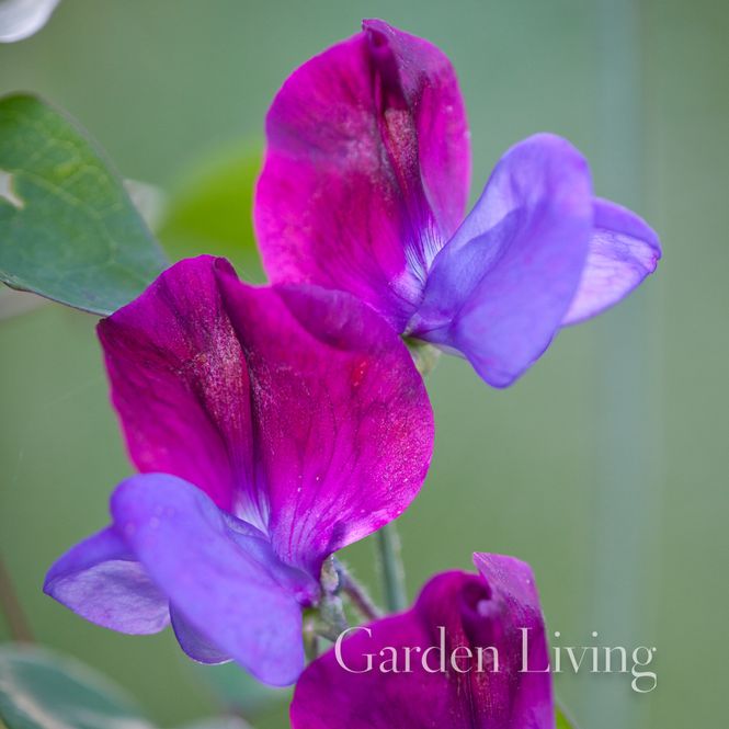 Hovedbilde Blomsterert 'Cupani' - Lathyrus odoratus