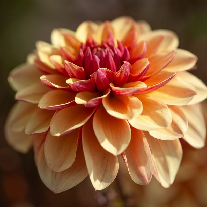 Georgine 'Creme de Cognac' - Dahlia x cultorum, 1 stk.