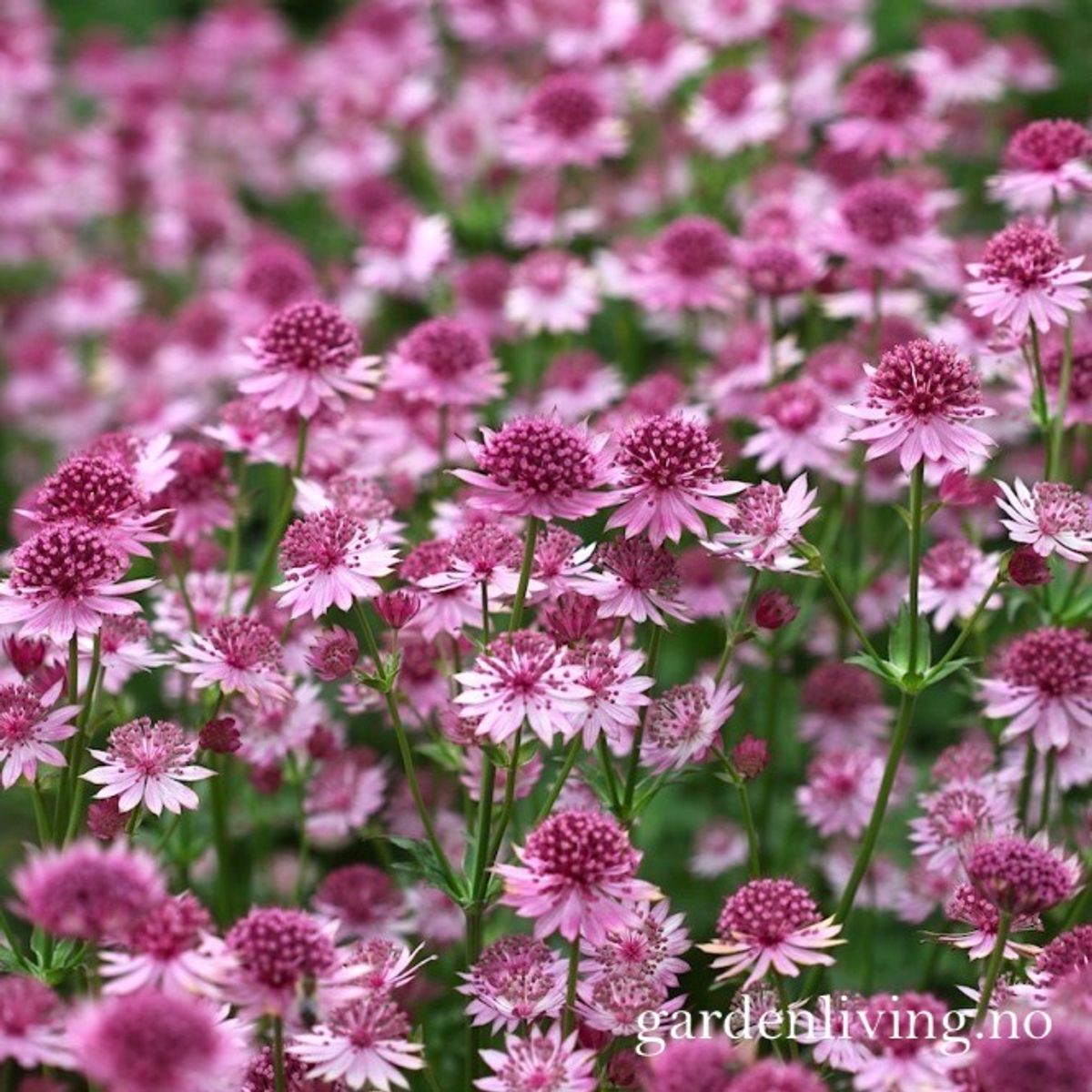 Storstjerneskjerm 'Roma' - Astrantia major