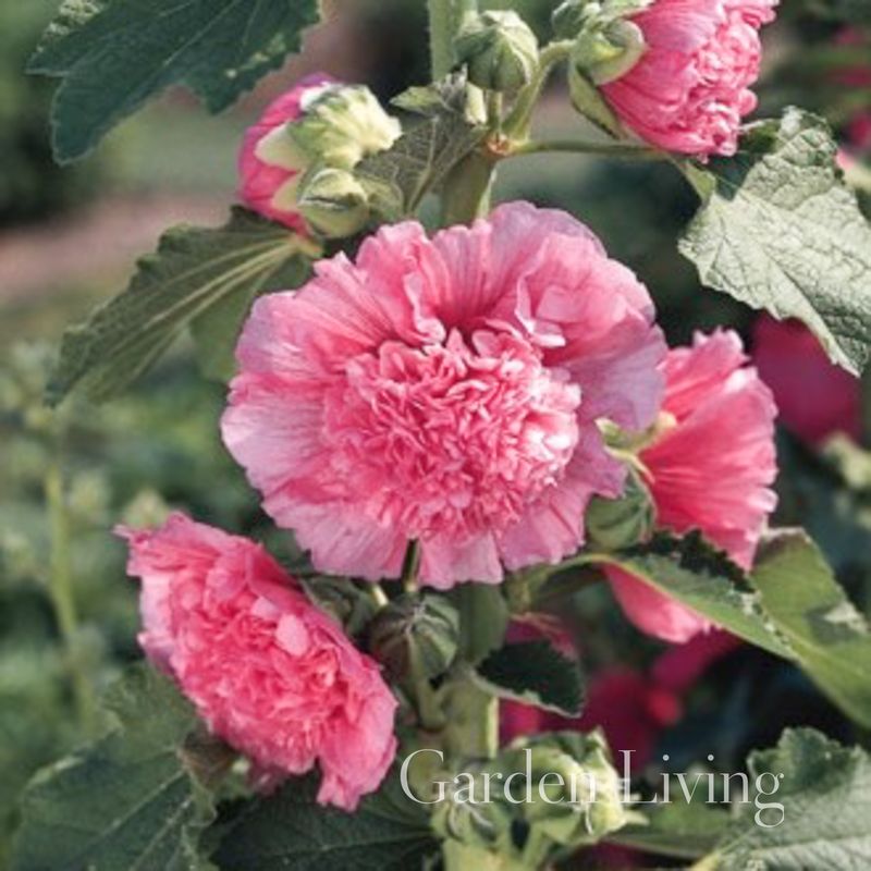 Stokkrose 'Chater's Double Rose Pink’ - Alcea rosea 
