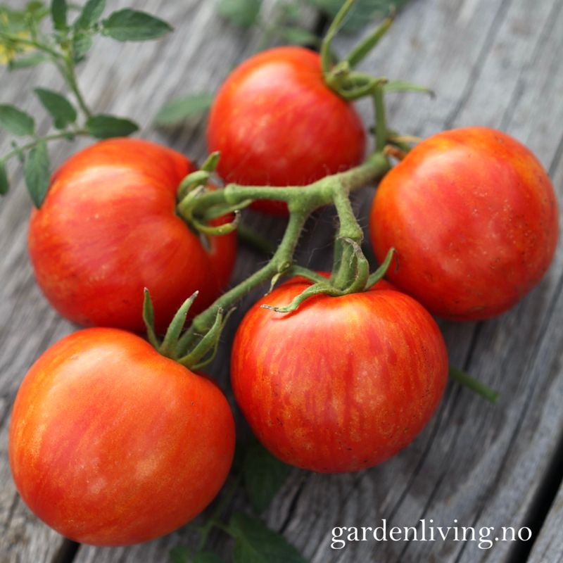 Frilandstomat 'Khudozhnik' - Solanum lycopersicum