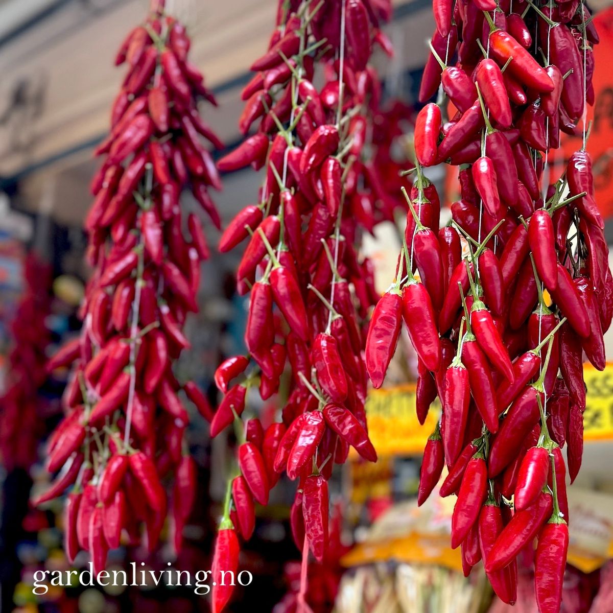 Chilipepper 'Peperoncino Calabrese' - Capsicum annuum