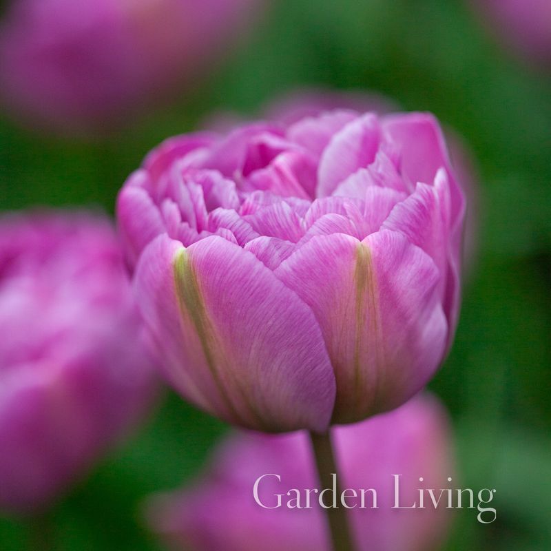 Tulipan 'Blue Diamond', Sen dobbel - 10 stk